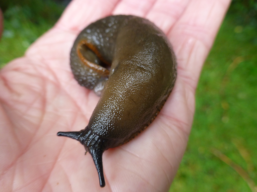 sparnamharris's tweet photo. You might see a #slug . I see the larval stage of a baby #dragon! The chrysalis of which burrows deep into the ground where it takes a hundred years to metamorphose!  #Exmoorthoughts #imagination #photooftheday #wildlife #wildlifephotography #FridayFun https://t.co/OCroLPShgD