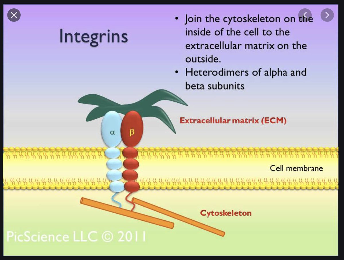 One of the most interesting things I've learned about cells recently is they don't exist in isolation, floating around in some sort of liquid, as we are taught in early school. There is something called an integrin that attaches one cell to another across cellular membranes