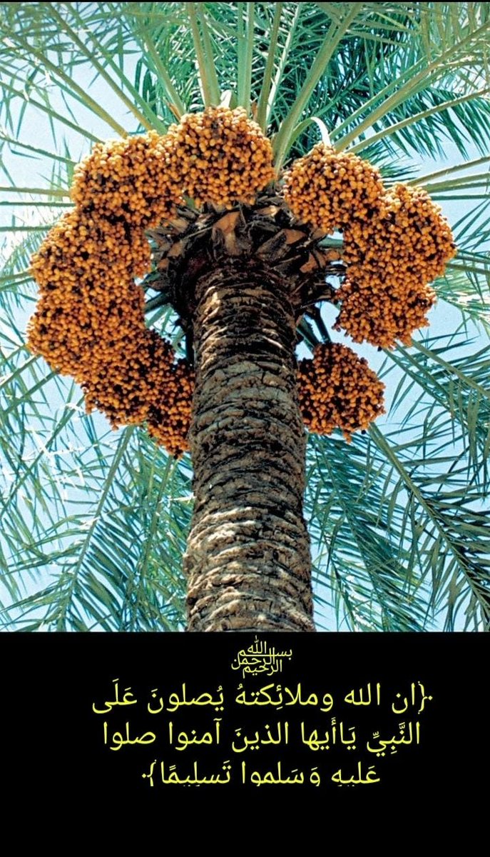KfaaaK's tweet photo. 🍀🍇🍇🍇🍇🍇🍇🍇🍇🍀

﷽
﴿ان الله وملائِكتهُ يُصلونَ عَلَى الن��ّبِيِّ يَاأَيها الذينَ آمنوا صلوا عَليهِ وَسَلموا تَسلِيمًا﴾

🍀🍇🍇🍇🍇🍇🍇🍇🍇🍀 https://t.co/rcSoJWUu7T
