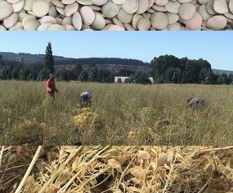 loremarchant's tweet photo. En el #DiaMundialDeLaAlimentacion te invito a transformar el comer en un acto político. ✊🏼
Prefiere productos de pequeños productores agrícolas, pescadores artesanales, de agrupaciones campesinas y de pequeñas empresas.
El origen de los alimentos si importa. 🌱 https://t.co/OXYtOZc0Kc
