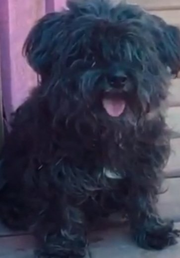 figueredfo's tweet photo. Te estamos buscando Loki #buscandoaloki
Está desaparecido zona Las toscas, Canelones
Contacto 098036717 https://t.co/01sdqICp10