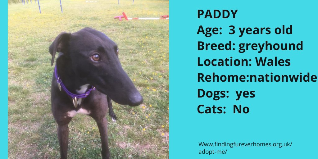 NWDogRescue's tweet image. Please RT PADDY'S details to help  find a furever home
findingfureverhomes.org.uk/dogs/padster