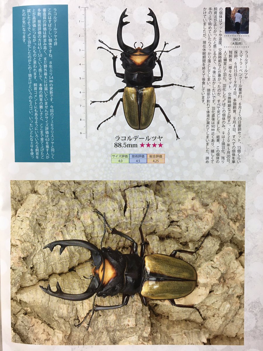 0412 はじめまして Twitterで多くの方々の飼育法を参考にさせて頂いてました 毎日ブリードに関するtweet楽しみにしています 突然ですが この度ラコダール ツヤクワガタにてレコードを獲得しました とても嬉しいので数年ぶりにtweetさせて頂きました 次 0412 はじめまして Twitterで多くの方々の飼育法を参考にさせて頂いてました 毎日ブリードに関するtweet楽しみにしています 突然ですが この度ラコダール ツヤクワガタにてレコードを獲得しました とても嬉しいので数年ぶりにtweetさせて頂きました 次