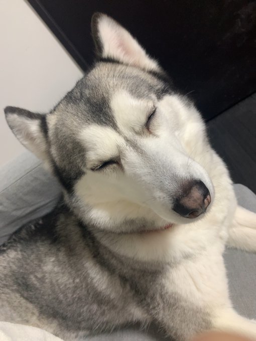 るなが可愛すぎる どうしても眠かったみたいで話しかけてたらそのまま寝ちゃった 今日も可愛くてえらいね♡ https://t.co/mEW6oSVejE<a href="/tag/%E3%81%A8%E3%81%AA%E3%82%8A%E3%81%AE%E3%83%88%E3%83%88%E3%83%AD"class="tags"><span>#となりのトトロ</span></a><a href="/tag/%E3%83%88%E3%83%88%E3%83%AD"class="tags"><span>#トトロ</span></a><a href="/tag/%E3%82%B7%E3%83%99%E3%83%AA%E3%82%A2%E3%83%B3%E3%83%8F%E3%82%B9%E3%82%AD%E3%83%BC"class="tags"><span>#シベリアンハスキー</span></a>