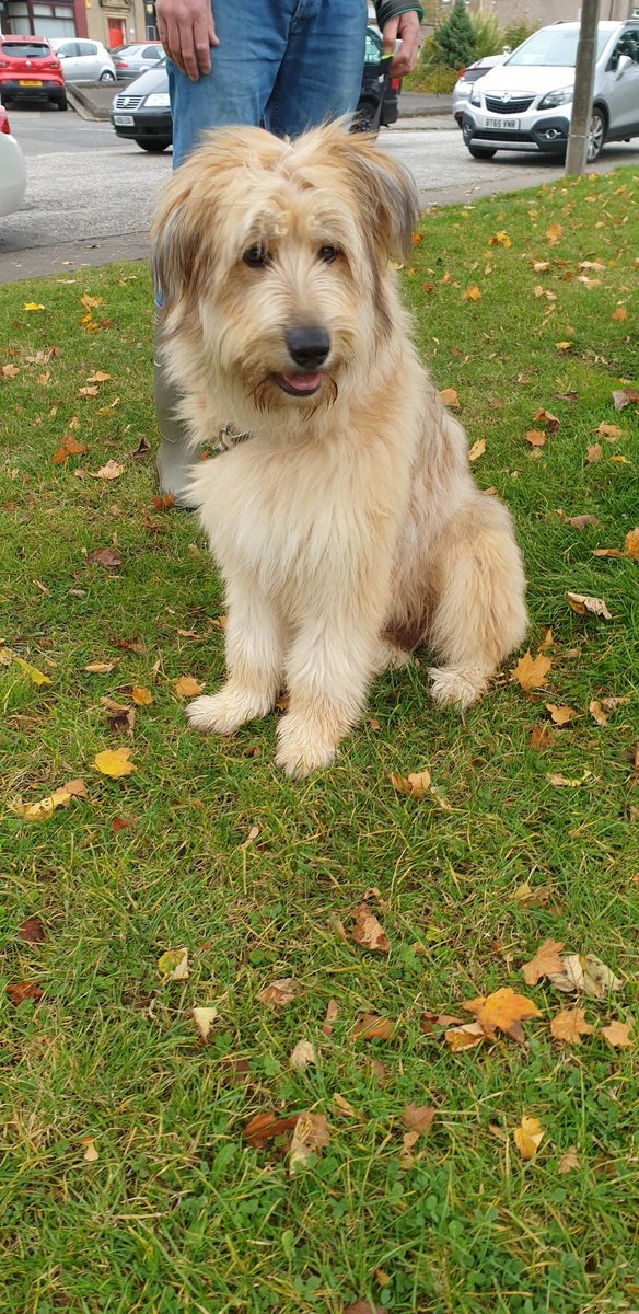 Good morning everyone!

I got to stroke three dogs on the school run this morning and I got pictures of two of them. The little one is Lottie and the big one is Bear.

This is now a dog appreciation account. Send pictures of dogs please.