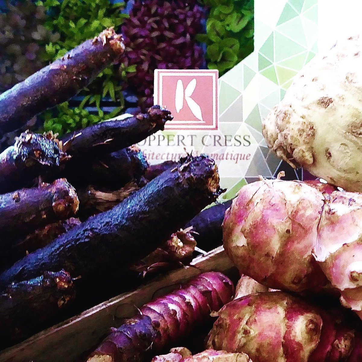Follow the season with @koppertcress @koppertcressuk Our “what’s new mix “ Autumn edition is now available, ask your fruit and vegetables supplier koppertcress.com/en #autumnvibes🍁 #autumn #plants #plantsbased #roots #foodies #foodoninstagram #kyonacress