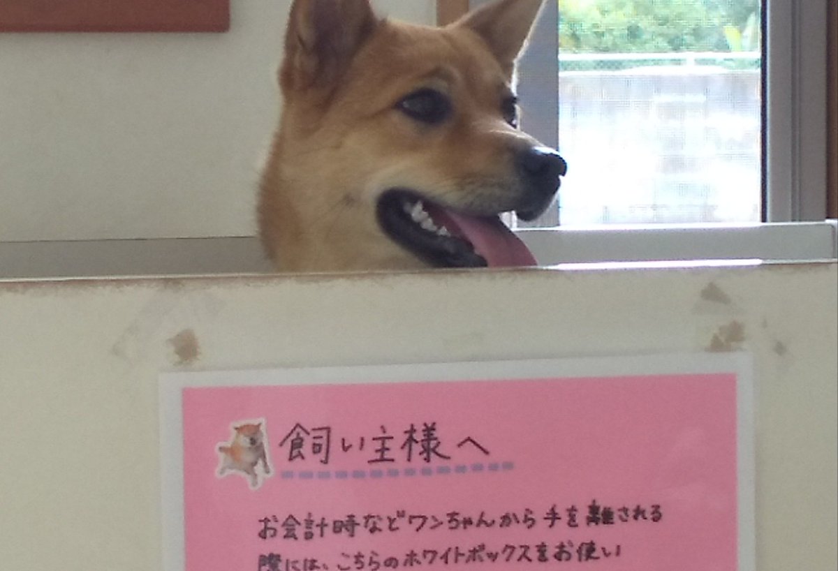 きんせい動物病院