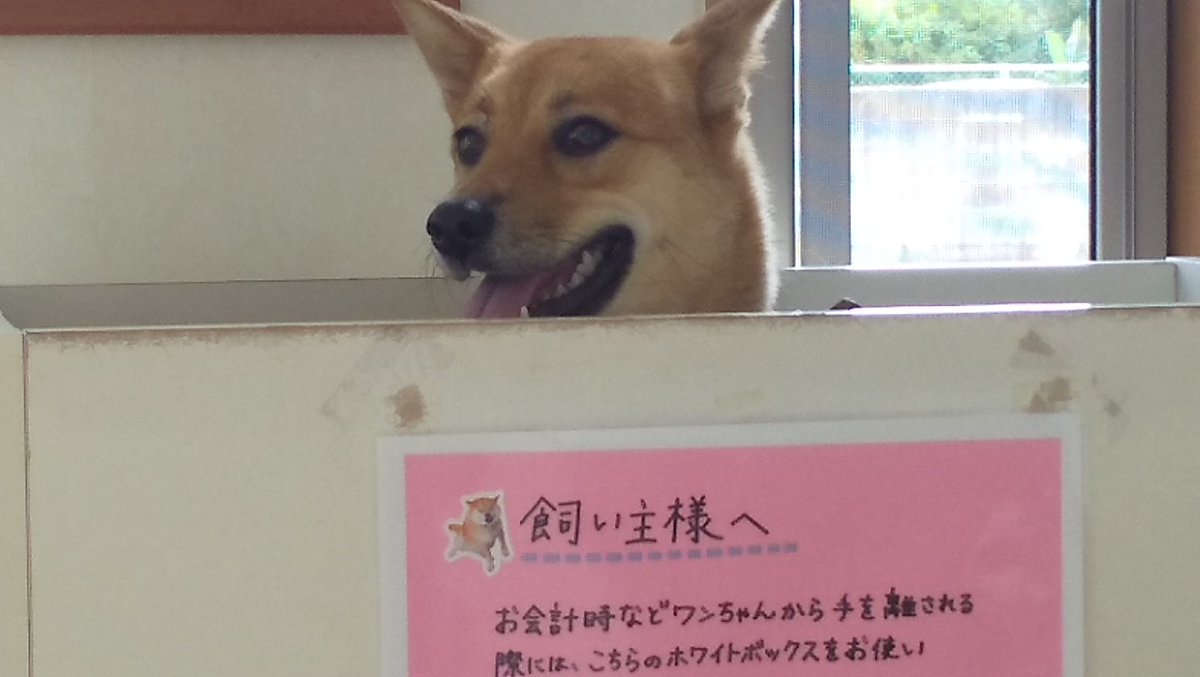 きんせい動物病院