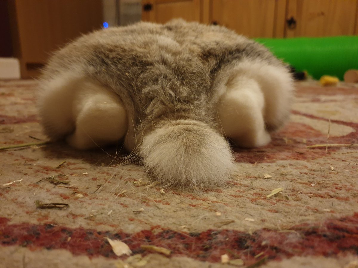 Happy Glorious #bunnybuttfriday everybun! This is my amazing dissapearing hip pancake pose. 

#bunniesoftwitter #rabbit #bunny #RabbitsOfTwitter #cute #fluffy #sofluffy #housebun #pet