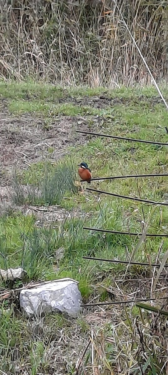 Blij dat deze ijsvogel graag bij mijn keukenraam zit. 😊