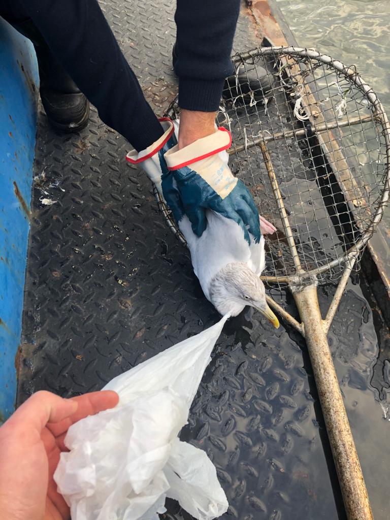 Waternet's tweet photo. Wilt u er een tasje bij? Deze meeuw liever niet! 😲

Drijfvuilvissers Roy en Ton bevrijdden het diertje uit zijn benarde positie. Hij was verstrikt geraakt in een plastic tasje.

De meeuw, Roy en Ton maken het goed ❤️😉 https://t.co/cWxPC5d1yx
