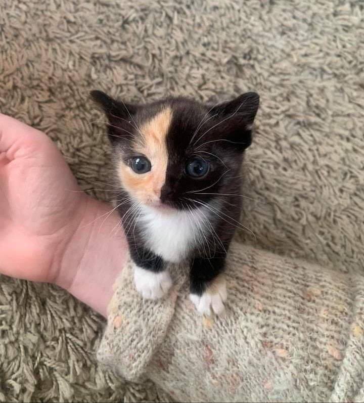 yoda vibes tweet media