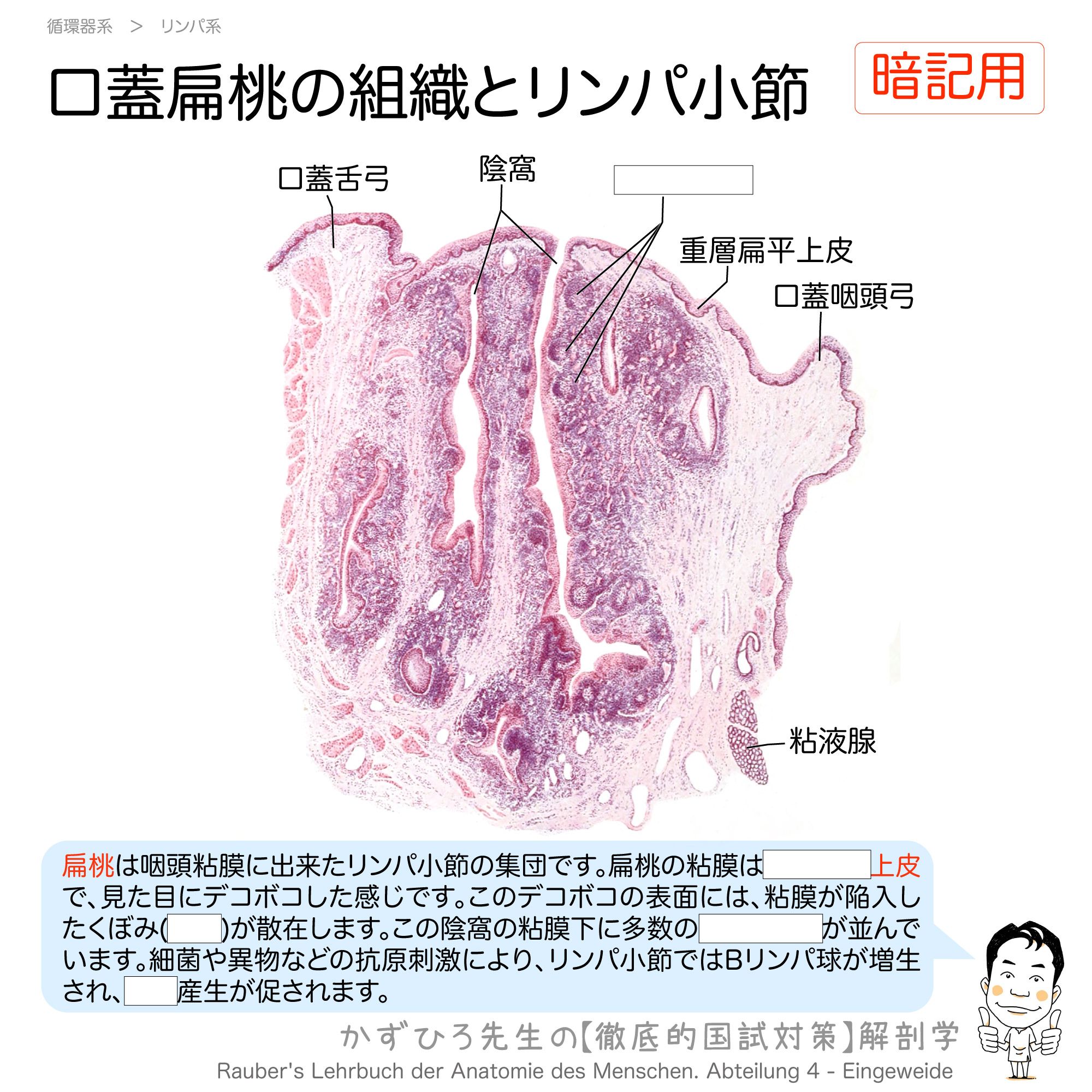 衛生 組織 解剖 3冊 黒澤一弘(かずひろ)解剖学IT教育・指圧師・ラダック on X