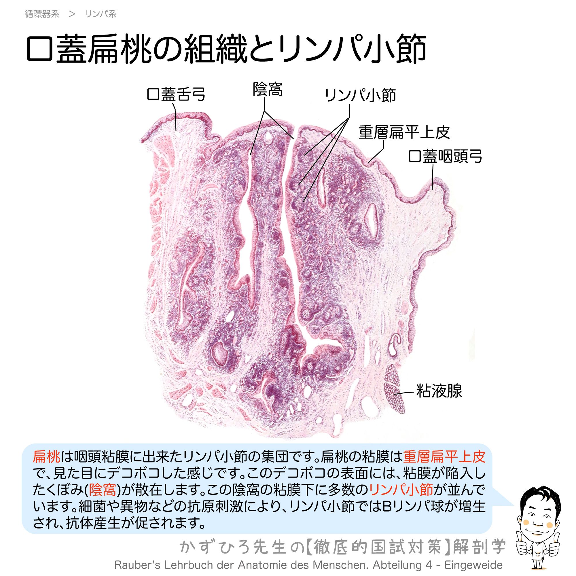 衛生　組織　解剖　３冊 m3電子書籍 | 手術 2020年12月号 74巻13号 特集 内視鏡外科手術