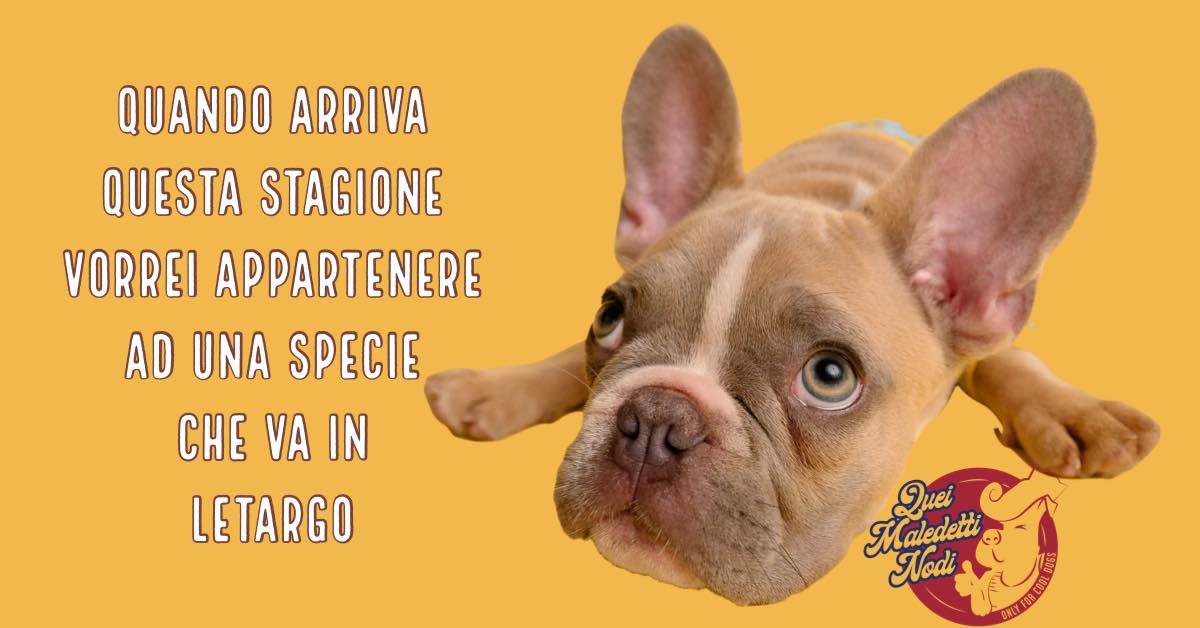 QueiMaledetti's tweet photo. #chiudere la finestra #please #fafreddo ! #copertina #grazie!
#queimaledettinodi #toelettatura #petshop #chiacchiereintoelettatura #ilovemydog #lovedogs #pets 
#autunno #freddo #letargo https://t.co/9TYdNHshH4