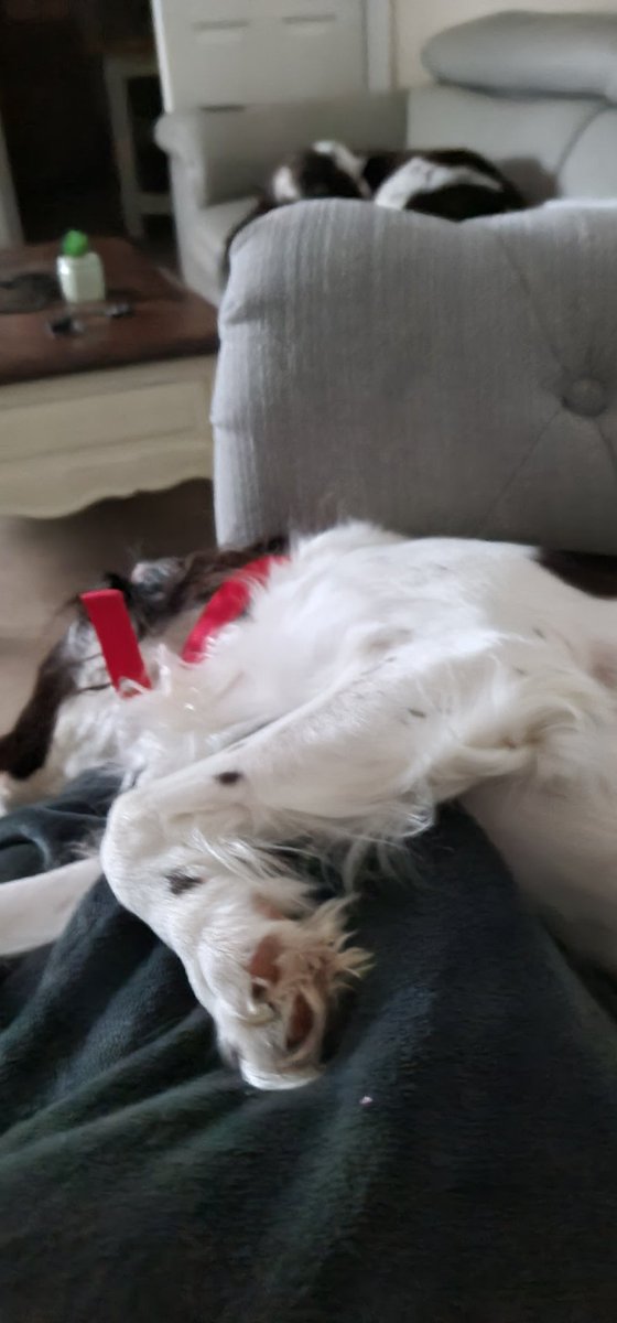 Awoooo... 4am Dad get up... I'm. Not happy.

4:05am... I'm very happy and fast asleep, but still guarding Dad's feet xx