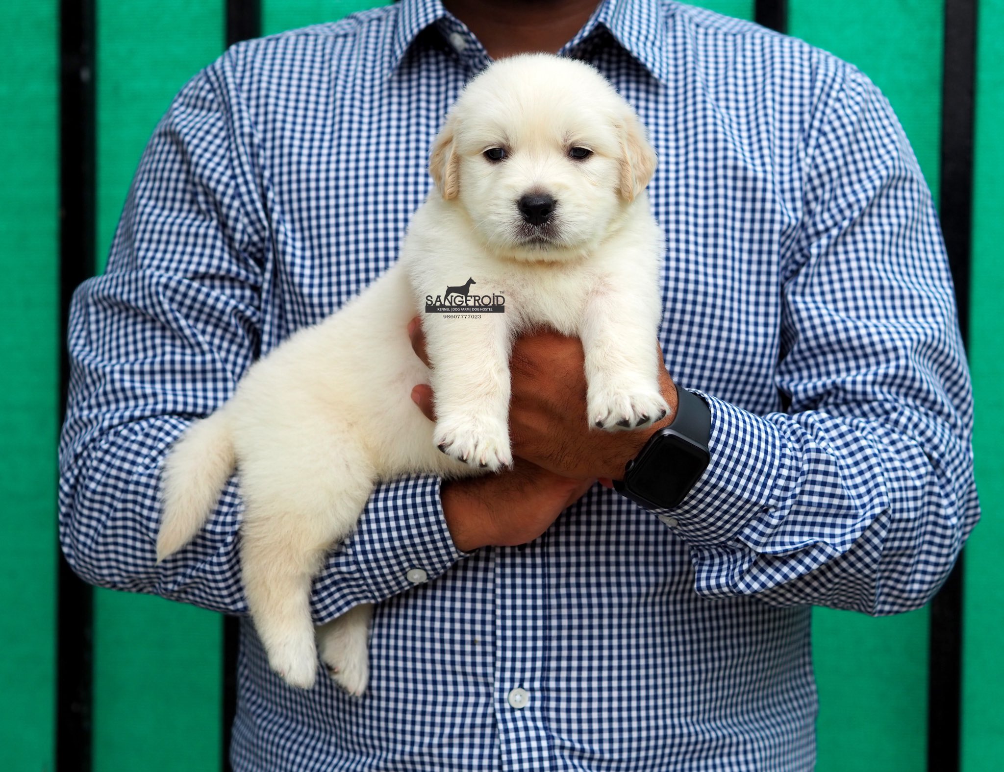 Sangfroid Kennels On Twitter Outstanding Golden Retriever Puppies Goldenretriever Puppies Mumbai Pune New Best Doublebone Importbloodline Goldenretrievermumbai Sangfroidkennel Https T Co Sutb6wxgrs Twitter
