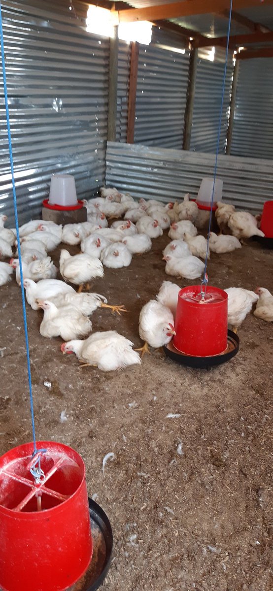 TLengala's tweet image. We are Tsepeng farm