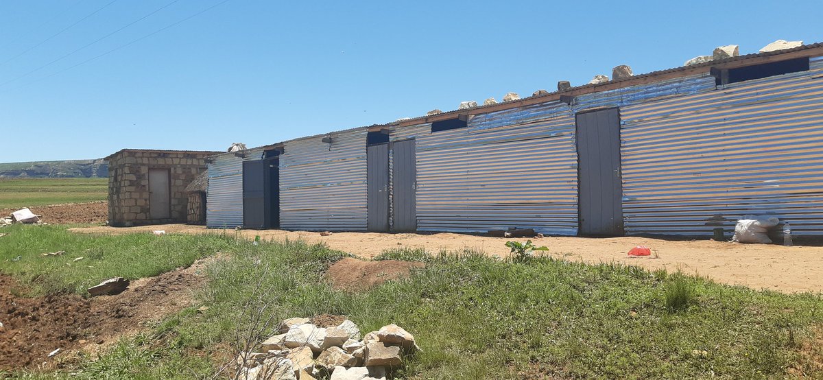 TLengala's tweet image. We are Tsepeng farm