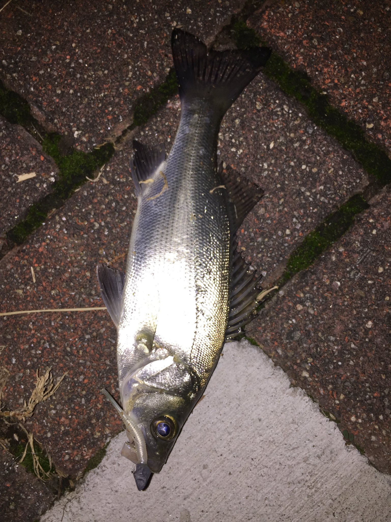 釣りtube My Fishing Life シーバス同様にエラ洗いで何回かバラしましたが セイゴが2匹釣れました Youtubeに動画アップしました 是非ご覧ください T Co Kii1rbtcel 釣り 釣り人 アングラー ルアーつり 夜釣り セイゴ シーバス