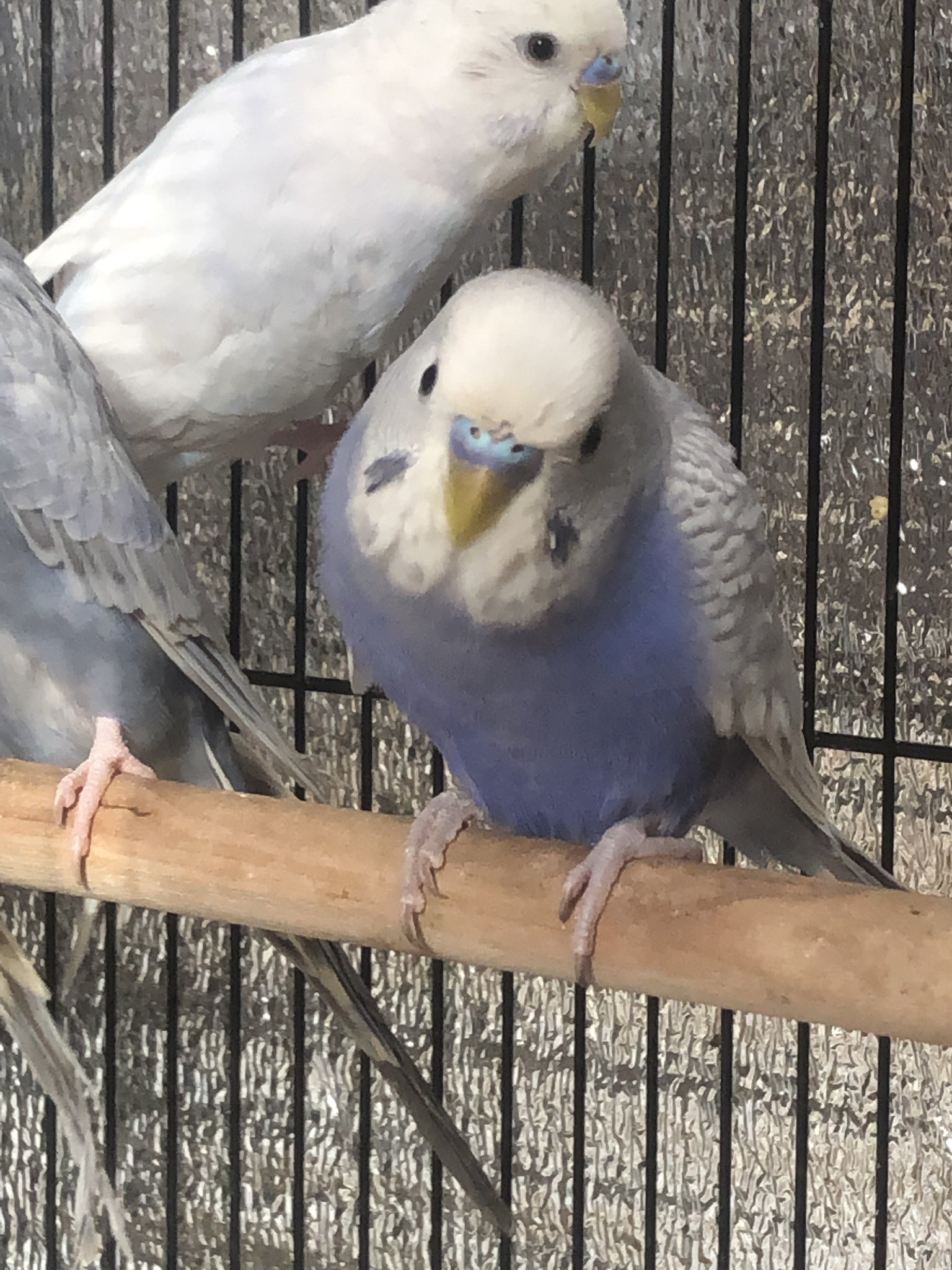 Tuffy T Co Igyndj2fdt アキクサインコ ライラック ファロー 羽衣 セキセイインコ ダブルファクター 4色ハルクイン 飼い方 飼育 販売 手乗り 雛 里親 ルチノー ルビノー ライラック セキセイインコ T Co Zp8msmo2lo Twitter
