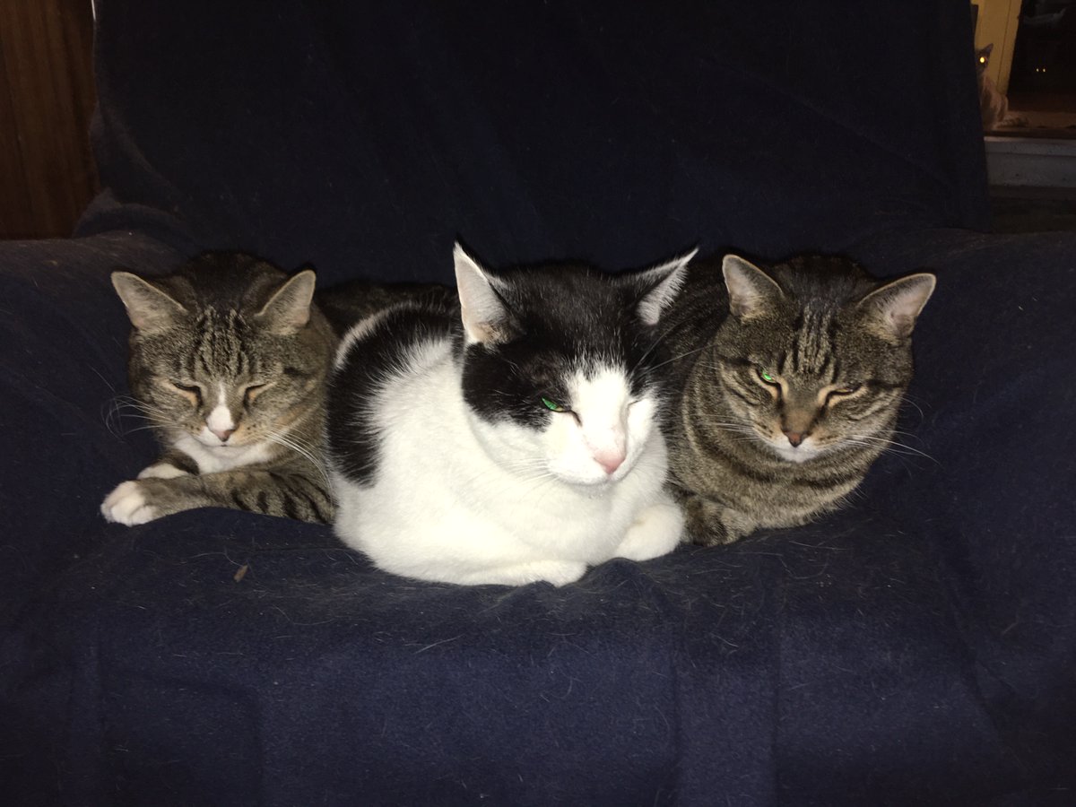 dwhite21787's tweet photo. Tiger, Pepper, and Sammy took my comfy chair while I'm working #PetsOfBUF20 https://t.co/S0FRfctjdL