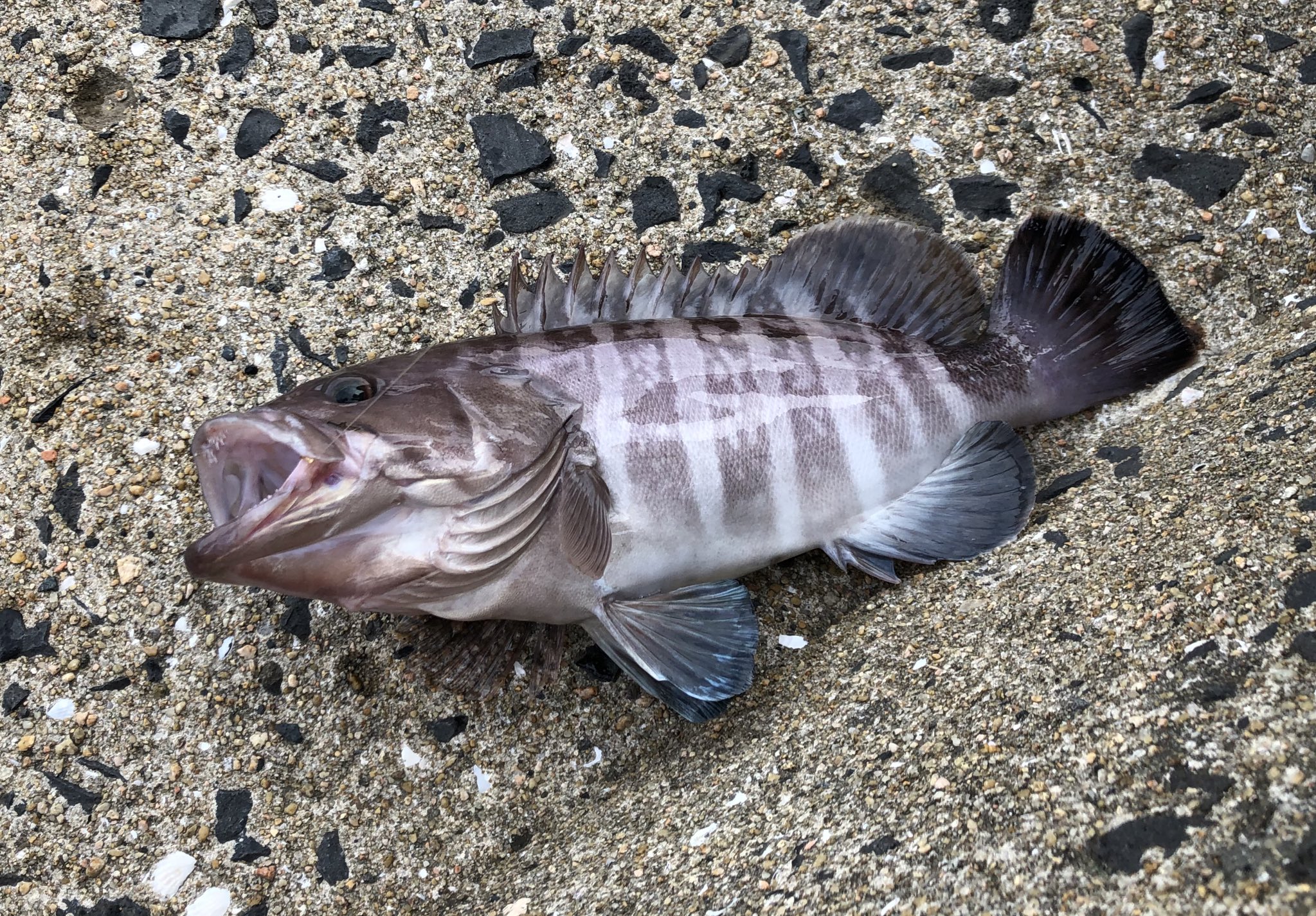 いっちー 平戸某所にて アジが回遊してたのでサビキで釣り上げ 泳がせ釣りでget 初めて泳がせ釣りをやったが まさか1投で釣れてくれるとは思ってなかった T Co Fxjcizogut Twitter いっちー 平戸某所にて アジが回遊してたのでサビキで釣り上げ 泳がせ釣りでget 初めて泳がせ釣りをやったが まさか1投で釣れてくれるとは思ってなかった T Co Fxjcizogut Twitter