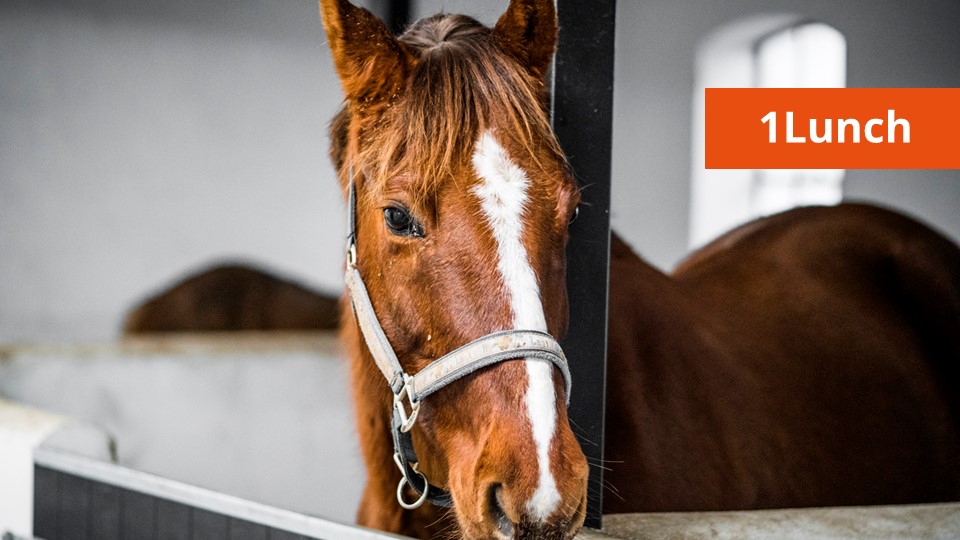 Natuur rond de Maas floreert, Armeense demonstranten blokkeren snelweg en brandweer redt paard uit zwembad Meterik. Dit en meer, vandaag in de 1Lunch:..