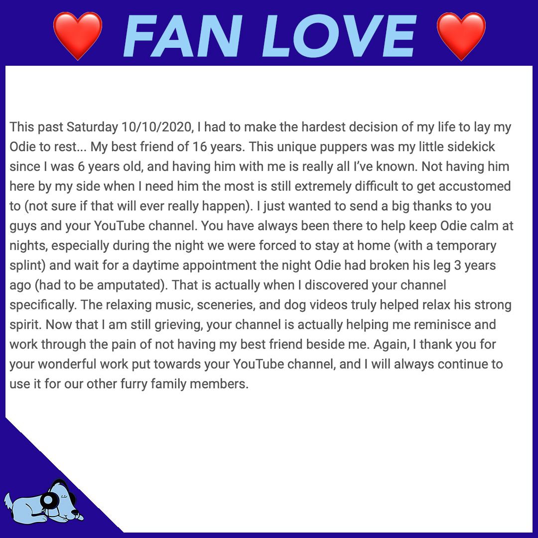 RelaxMyDog tweet media