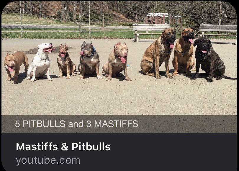 benwhiteifbbpro's tweet image. This is when Copper and Simba was 10mos and mom was 3yrs I put 100% into my training and it shows love my mastiff. It’s never the dog it’s always the owner YouTube: Ben White Big Mastiffs