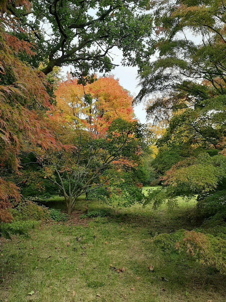 Walking amongst these beautiful trees is so uplifting in these tricky times. Thank you Hillier's Arboretum and <a href="/WestonbirtArb/">Westonbirt Arboretum - Forestry England</a>