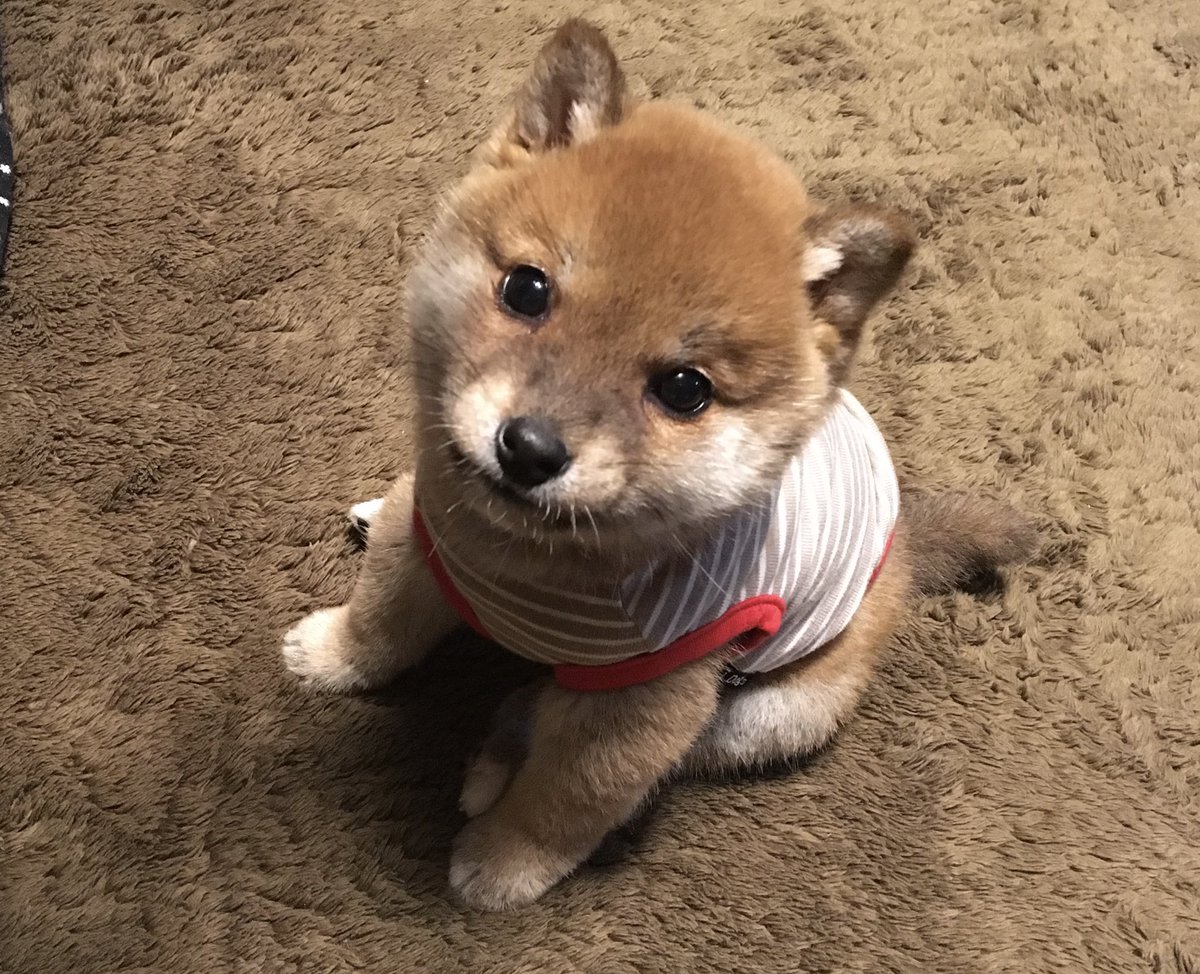 柴犬りんご郎 うちの柴犬がまだ赤ちゃんだった頃 頑張っておすわりを教えた結果 こうなった W