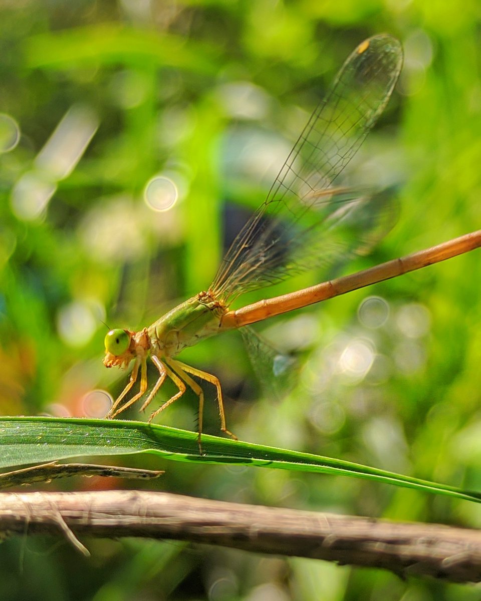 Dragon fly. (Shot on Phone)
.
RT if you like it.
.
#teampixel #macrophotography #shotonphone #shotonpoco #pocophpneindia #madebygoogle #googlepixel #dragonfly