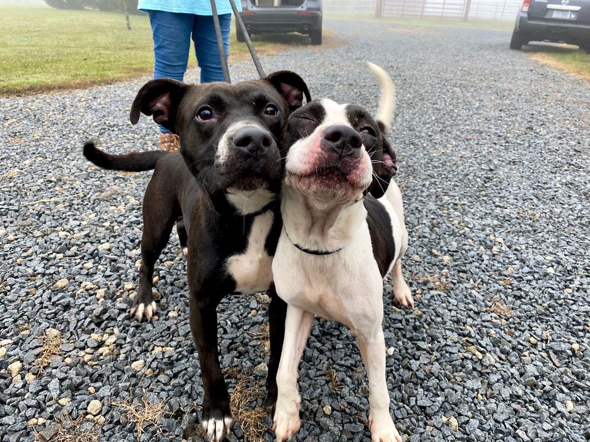 flying_fur's tweet photo. A PAIR of sweet goofballs before loading on the Pawty Bus 😎😀🐕 https://t.co/6kWy7DwFwt