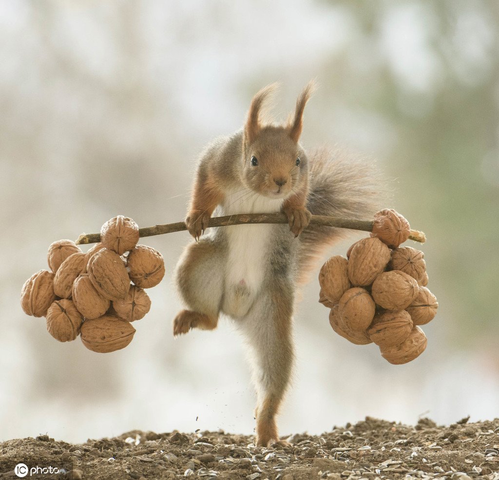 ChinaDaily's tweet photo. #OneMoment Snack is power! These tough-nut squirrels show off their muscles. https://t.co/qDqjJg1I3d