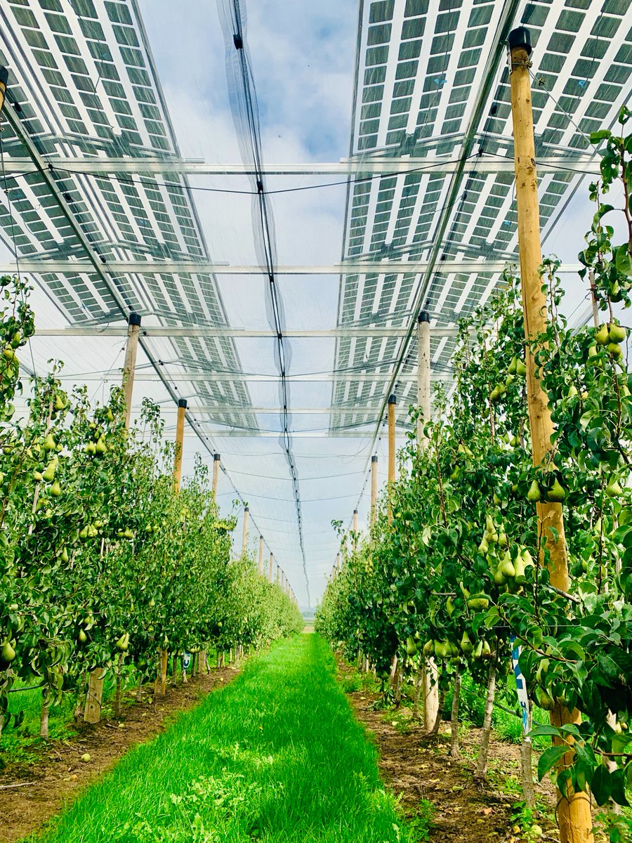 The first agrivoltaics test-field above a pear orchard is reality! We harvest energy and pears together. Let's make farming more sustainable through innovations such as agrivoltaics. <a href="/KU_Leuven/">KU Leuven</a> <a href="/InnoSteunpunt/">Boerenbond innoveert</a> 
#agriculture #Sustainability #solarpv 
biw.kuleuven.be/biosyst/nws/ag…