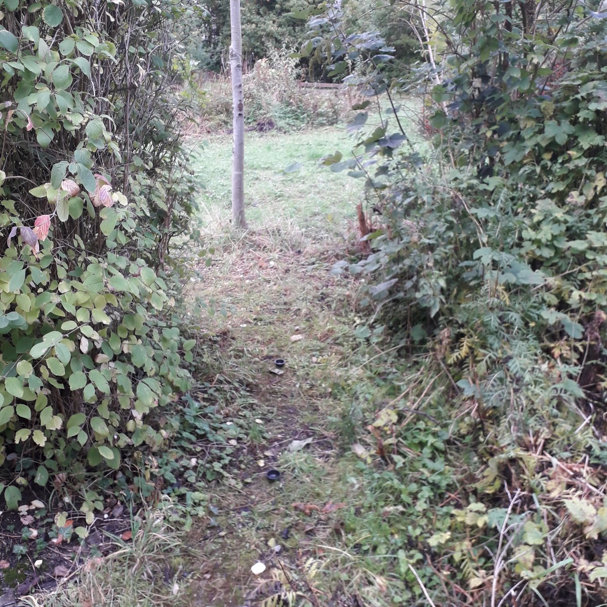 But even more strangely, the someone (or thing!) taking these little plastic caps was then just scattering them across the paths at the reserve... (3/5)