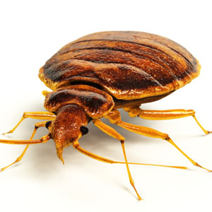 The UK is experiencing a large influx of #bedbugs and early detection is the key to rapid eradication.

Call us on 020 3355 9113 if you think you have a problem a home with bedbugs. 

tactical-es.com/bed-bugs/