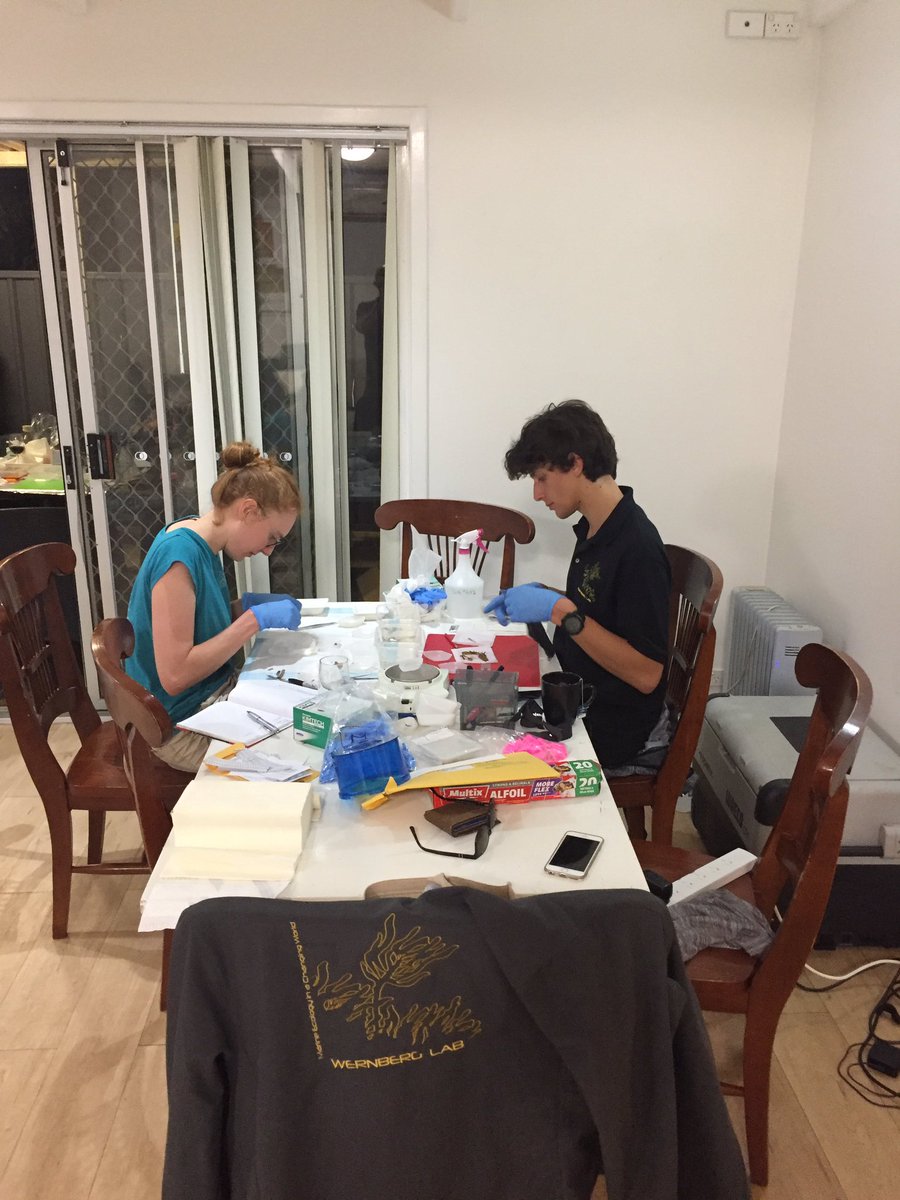 twernberg's tweet photo. Pop-up #seaweed lab w processing into the wee hours in the suburbs of Geraldton (and this is why we never stay in the same airb&b on field trips 😂) @MINNEAntoine @bellsahira @Filbeek @pessa_3 @vranken_sofie @CelinaBurk @uwaoceans https://t.co/fp1vwIfe7r