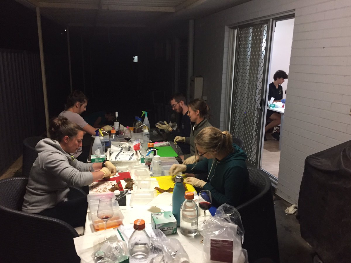 twernberg's tweet photo. Pop-up #seaweed lab w processing into the wee hours in the suburbs of Geraldton (and this is why we never stay in the same airb&b on field trips 😂) @MINNEAntoine @bellsahira @Filbeek @pessa_3 @vranken_sofie @CelinaBurk @uwaoceans https://t.co/fp1vwIfe7r