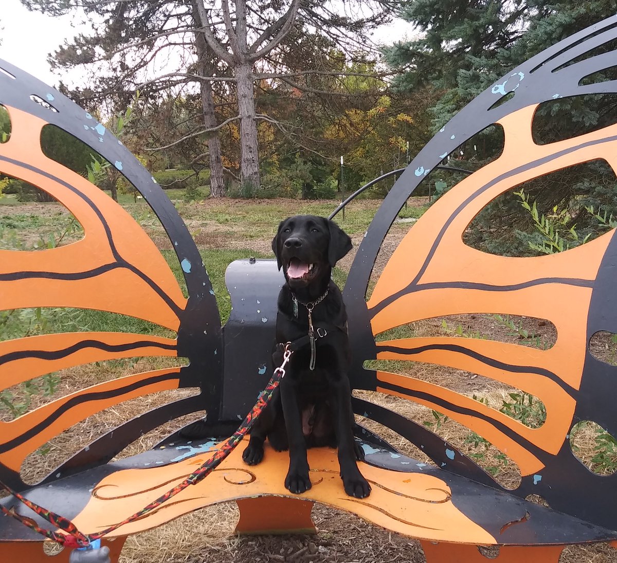 raiderpups's tweet photo. Happy Friday from this cute butterfly🦋
.
.
#sdit #servicedogintraining #hulk #butterfly #friday https://t.co/f7nPJzOElX