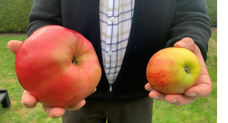 DESANGOSSE's tweet photo. [ RDV du "ça me dit"]
La plus grosse #pomme du monde est #picarde ! 🍎
⚖Sa masse est de 1,868 kg ! battant le record homologué au Guinness Book en 2005 par un Japonais 
via @France3tv 
🔎 https://t.co/Yz3s6BzBAn https://t.co/Xbo4KV043b