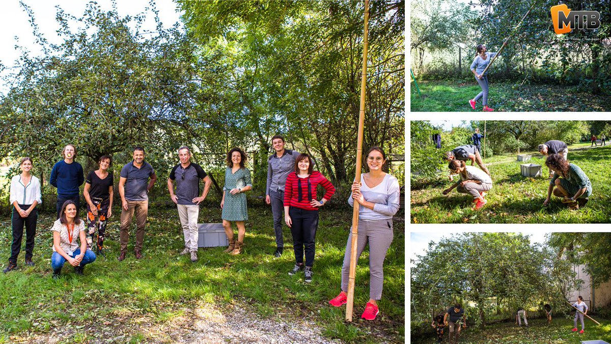 [HAPPY AT WORK] Aujourd'hui, c'est la journée nationale de lutte contre le gaspillage alimentaire ! Un sujet qui mobilise particulièrement les collaborateurs MTB. C'est ainsi, qu'une pause déjeuner s'est transformée en cueillette de 120kg de pommes dans un verger voisin ! 🍏