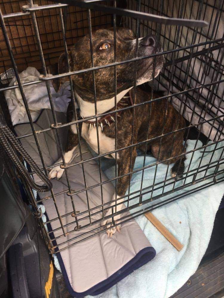 NWDogRescue's tweet image. another new girl is Jess
findingfureverhomes.org.uk/dogs/jess/