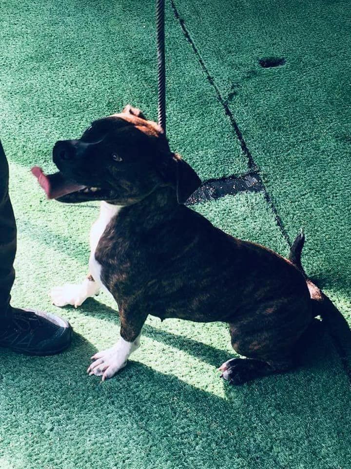 NWDogRescue's tweet image. another new girl is Jess
findingfureverhomes.org.uk/dogs/jess/