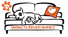 NWDogRescue's tweet image. another new girl is Jess
findingfureverhomes.org.uk/dogs/jess/