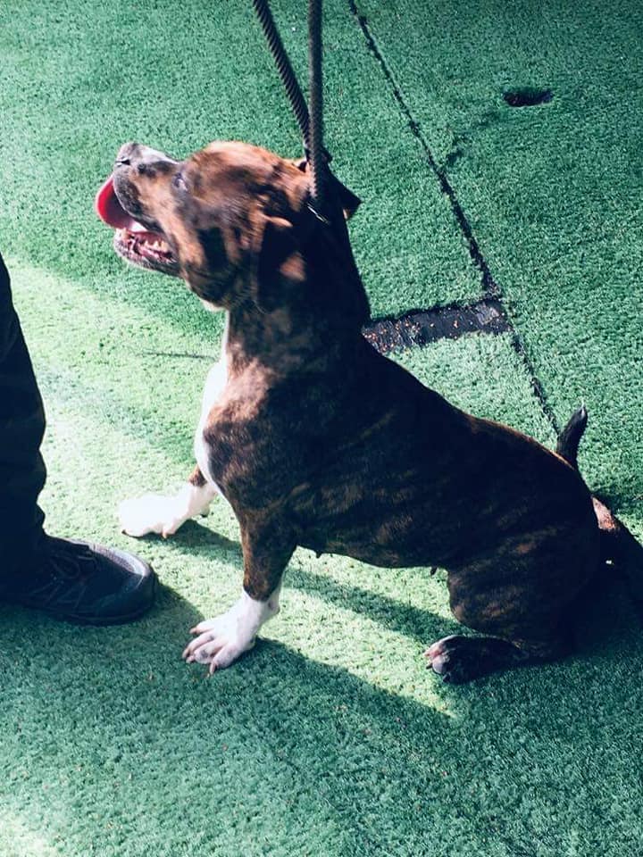 NWDogRescue's tweet image. another new girl is Jess
findingfureverhomes.org.uk/dogs/jess/