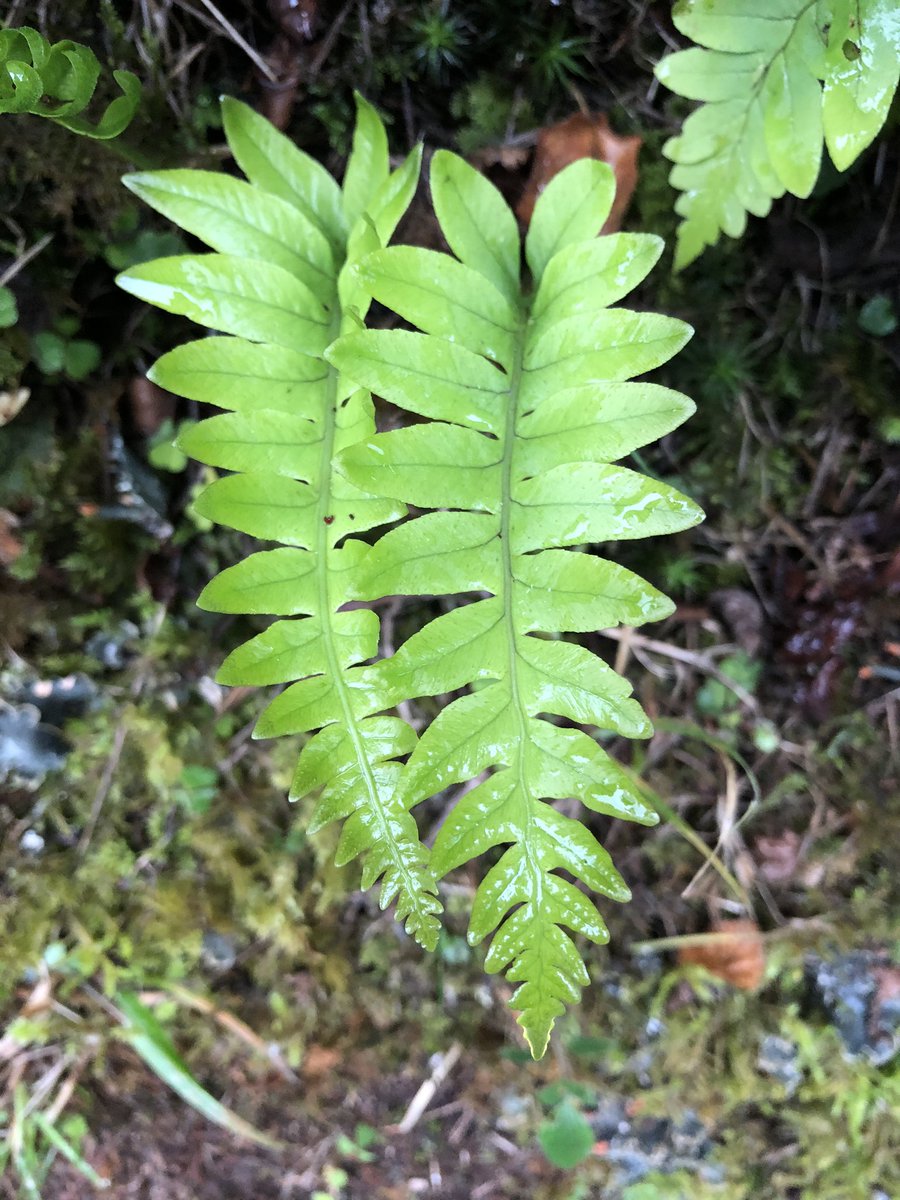 D M Wright (@mayfieldbirder) on Twitter photo For #fernfriday as I walked home in the High Weald this week: Hard-fern Struthiopteris spicant and Polypody Polypodium vulgare in a lane edge looking just fine. <a href="/FernBPS/">British Pteridological Society</a> For #fernfriday as I walked home in the High Weald this week: Hard-fern Struthiopteris spicant and Polypody Polypodium vulgare in a lane edge looking just fine. <a href="/FernBPS/">British Pteridological Society</a>