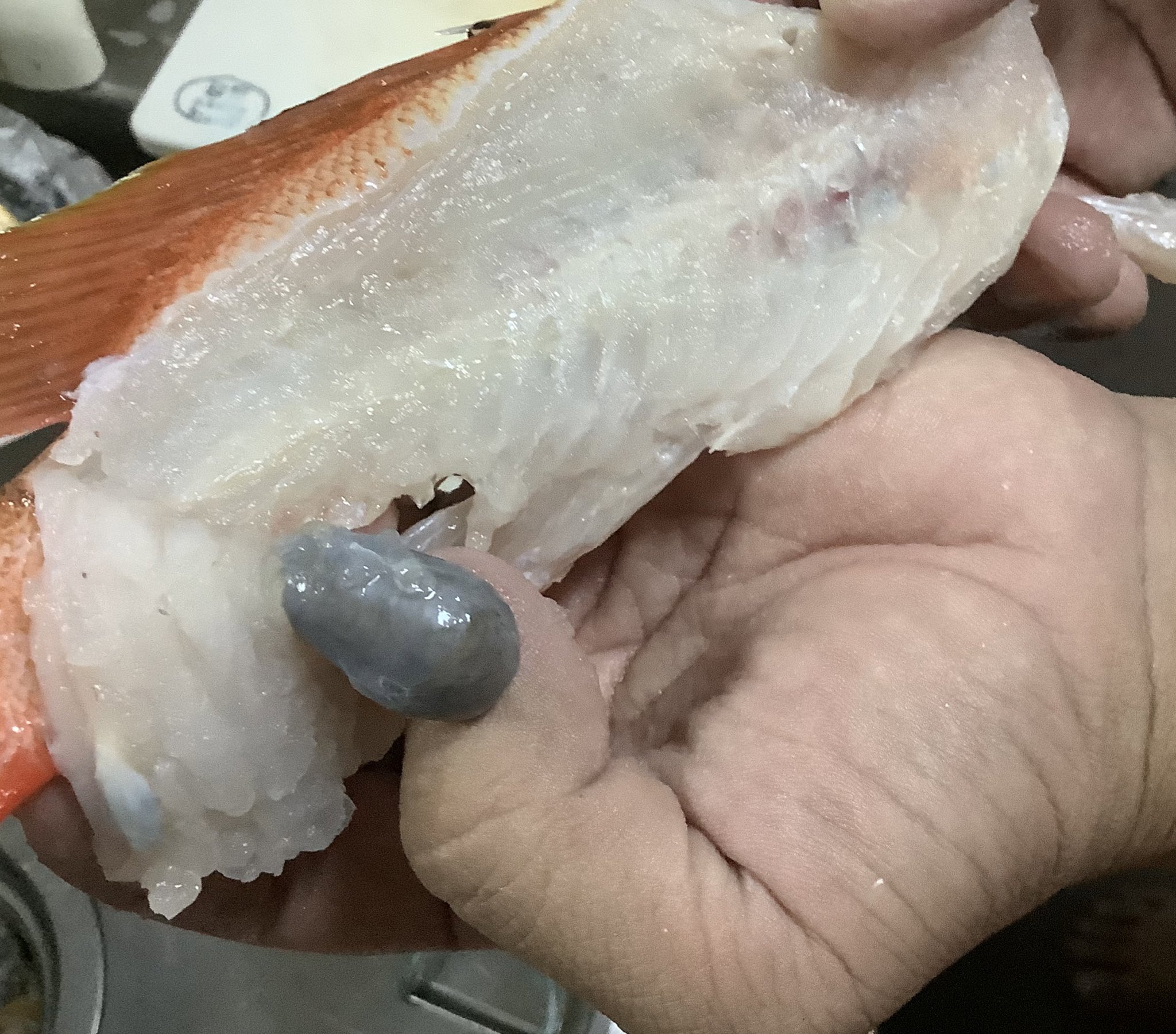 Kuinanohaha 閲覧注意 頂き物のアカハタ ハンゴーミーバイ の皮がプックリしているなーと思ったら 捌くと黒い墨袋みたいなものが 取り出すとクチバシみたいな針みたいなモノが 中身は黒い汁でしたが 何なので
