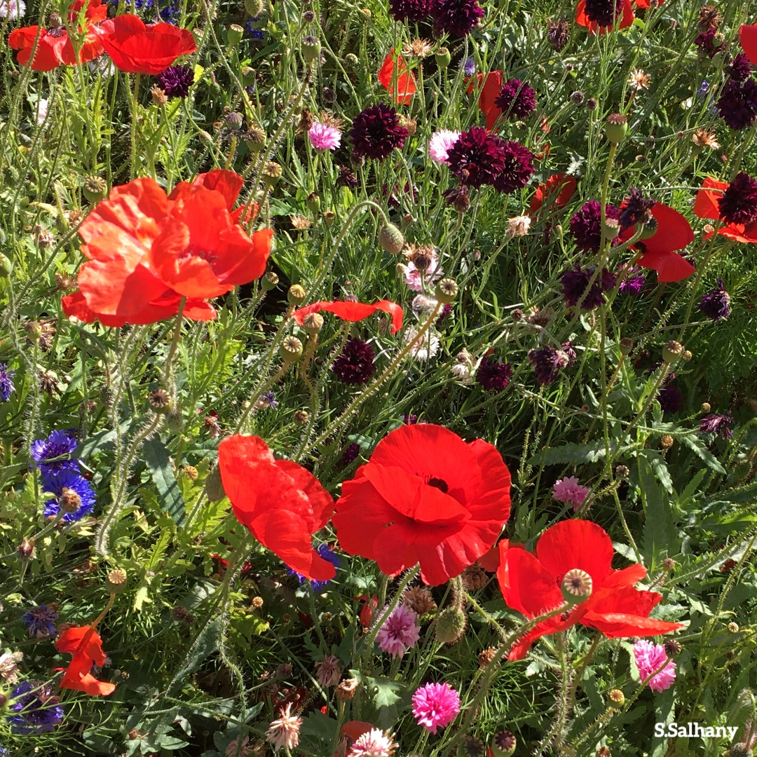seed_ball's tweet photo. Wildflower Warriors πΊ
We β€οΈ seeing your pics of seedballs, share with #wildflowerwarrior or tag us @seed_ball and we will send you a small token of our appreciation.
#WildflowerWarriors #RefillTheWorldWithPollinators https://t.co/obRwLJpn6P